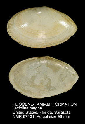 PLIOCENE-TAMIAMI FORMATION Laciolina magna.jpg - PLIOCENE-TAMIAMI FORMATION Laciolina magna (Spengler,1798)